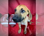 Small #3 Labrador Retriever Mix