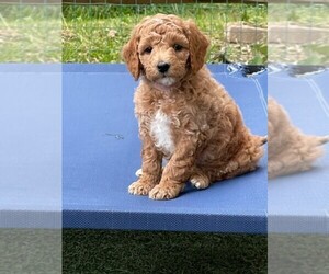 Goldendoodle (Miniature) Puppy for sale in CANTON, OH, USA