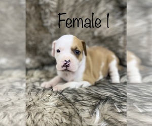 American Bully Puppy for sale in TAMPA, FL, USA