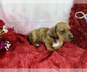 Dachshund Puppy for sale in CASSVILLE, MO, USA