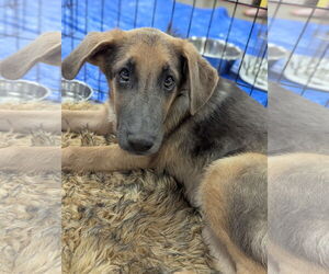 Euro Mountain Sheparnese Dogs for adoption in Holly Springs, NC, USA