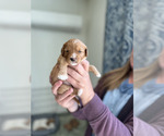 Puppy 3 Cavapoo