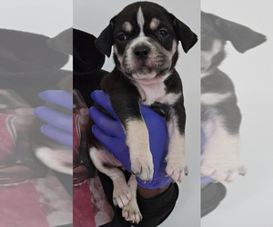 American Bully Puppy for sale in FRESH MEADOWS, NY, USA