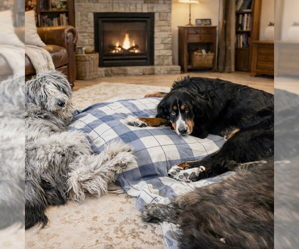 Medium Photo #7 Bernese Mountain Dog Puppy For Sale in Canton, CT, USA