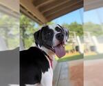 Small #1 Great Dane-Labrador Retriever Mix
