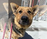 Small #1 German Shepherd Dog