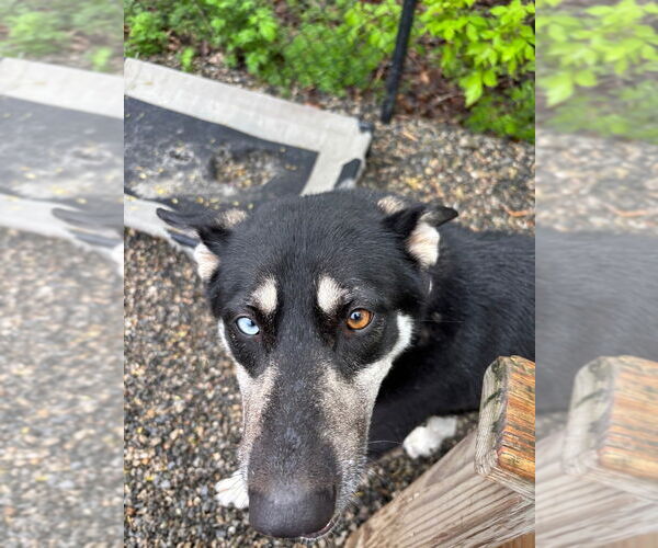 Medium Photo #3 Siberian Husky-Unknown Mix Puppy For Sale in Elmsford, NY, USA