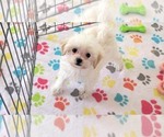 Small #2 Maltipoo (Toy)