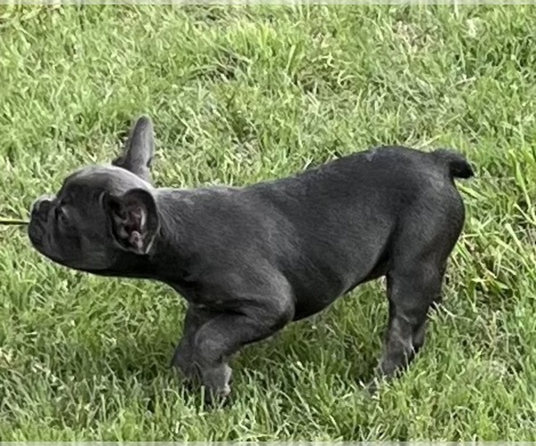 Medium Photo #2 French Bulldog Puppy For Sale in COLORADO SPRINGS, CO, USA