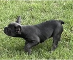 Puppy 1 French Bulldog
