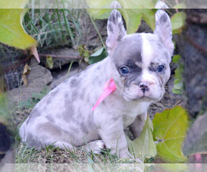 French Bulldog Puppy for sale in BOSTON, MA, USA