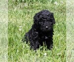 Small Photo #17 Saint Berdoodle Puppy For Sale in CLAYTON, WA, USA