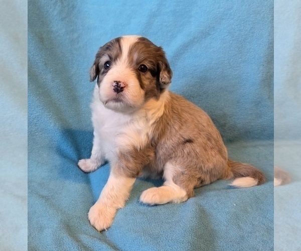 Medium Photo #10 Aussiedoodle Puppy For Sale in WILLS POINT, TX, USA