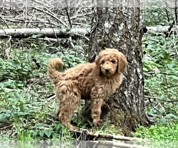 Medium Photo #15 Poodle (Standard) Puppy For Sale in WILSONVILLE, OR, USA