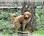 Small Photo #15 Poodle (Standard) Puppy For Sale in WILSONVILLE, OR, USA