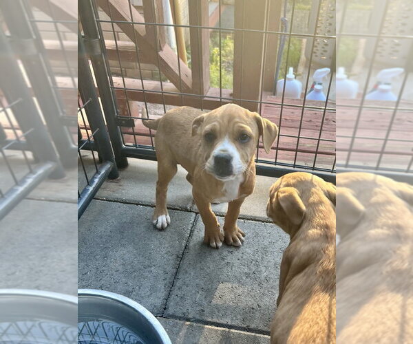 Medium Photo #6 American Pit Bull Terrier-American Staffordshire Terrier Mix Puppy For Sale in Brewster, NY, USA