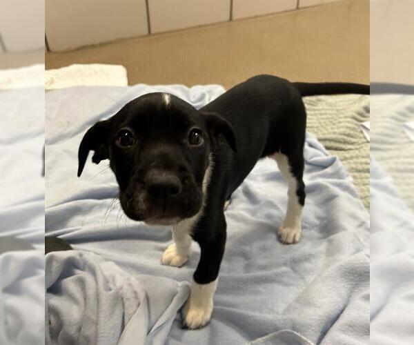 Medium Photo #1 Mutt Puppy For Sale in Fort Wayne, IN, USA