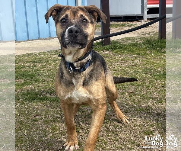 Medium Photo #2 Retriever -Unknown Mix Puppy For Sale in Washington, DC, USA