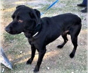 Drako - Male Labrador Retriever-Unknown Mix Dog for Adoption - Photo #3