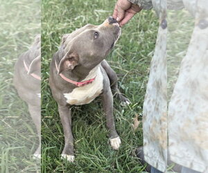 Catalina Breeze - Female American Pit Bull Terrier-Unknown Mix Dog for Adoption - Photo #4