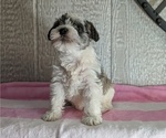 Small #4 Schnauzer (Miniature)