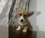 Small #29 Pembroke Welsh Corgi