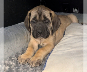 Mastiff Puppy for sale in MURRYSVILLE, PA, USA