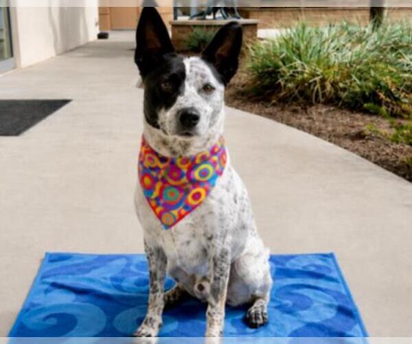 Medium Photo #3 Mutt Puppy For Sale in Orange, CA, USA