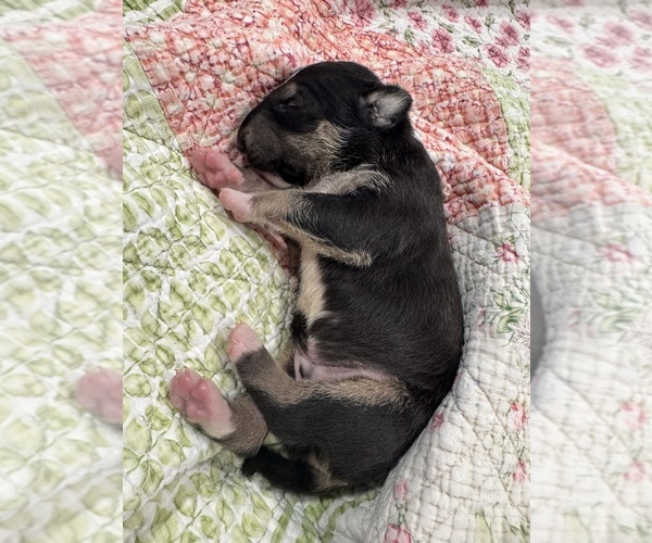 Medium Photo #5 Bull Terrier Puppy For Sale in WAYLAND, MI, USA
