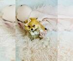 Small #2 Pomeranian