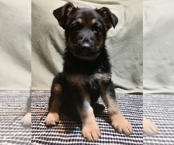 Medium Photo #1 German Shepherd Dog Puppy For Sale in VALLEY, AL, USA