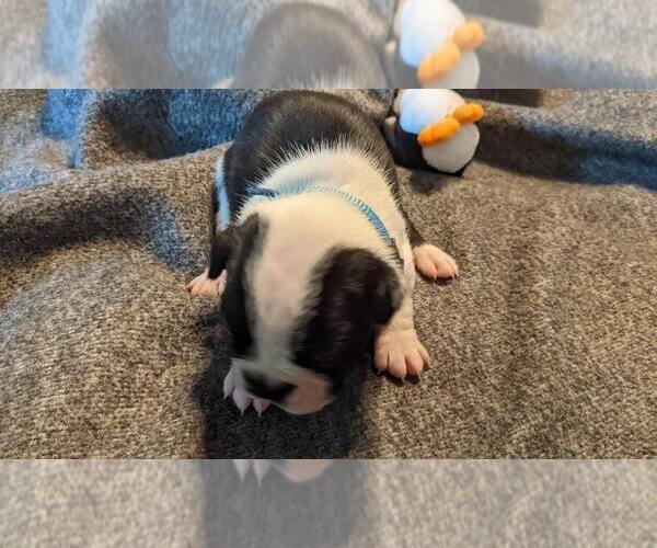 Medium Photo #2 Boston Terrier Puppy For Sale in INDEPENDENCE, MO, USA