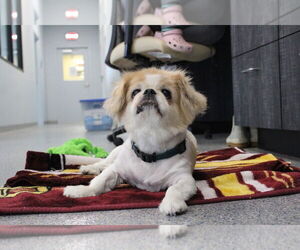 Pekingese Dogs for adoption in Chestertown, MD, USA