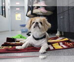 Small Pekingese