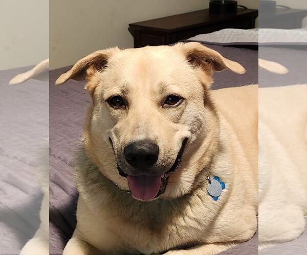 Medium Photo #1 Labsky Puppy For Sale in Mount Airy, NC, USA