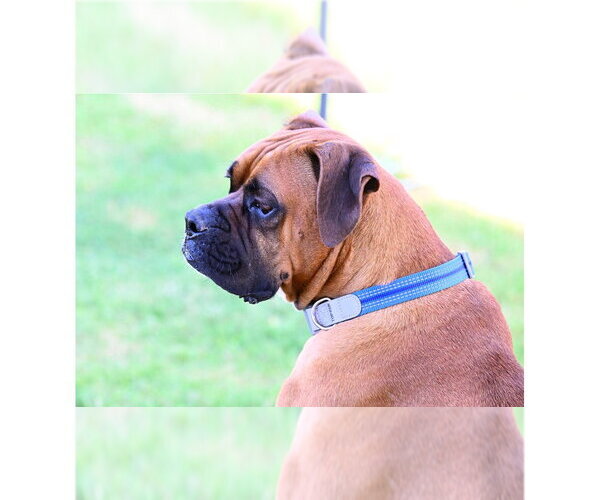 Medium Photo #11 Boxer Puppy For Sale in Austin, TX, USA