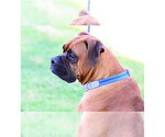 Small #10 Boxer