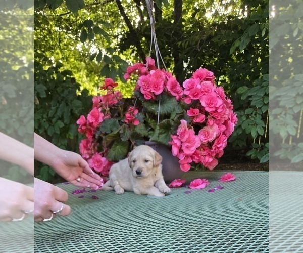 Medium Photo #7 Golden Retriever Puppy For Sale in EUGENE, OR, USA