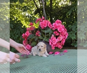 Medium Golden Retriever