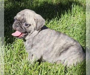 Pug Puppy for sale in CEDAREDGE, CO, USA