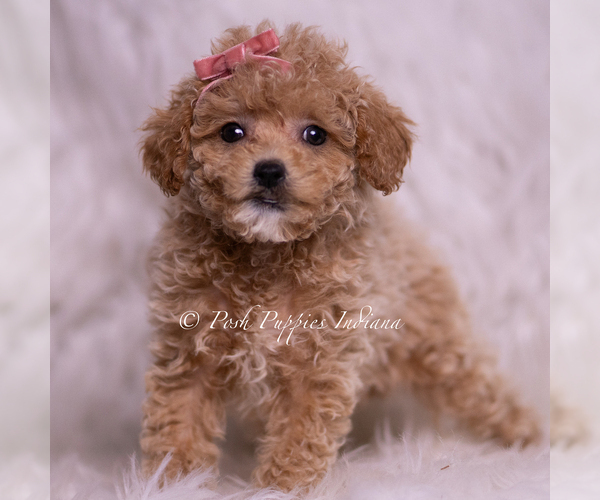 Medium Photo #4 Maltipoo (Miniature) Puppy For Sale in WARSAW, IN, USA