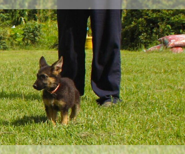 Medium Photo #3 German Shepherd Dog Puppy For Sale in Holly Hill, SC, USA