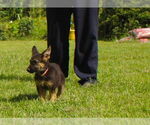 Small #2 German Shepherd Dog