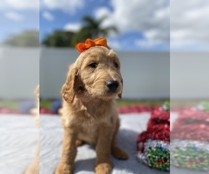 Goldendoodle Puppy for sale in APOPKA, FL, USA