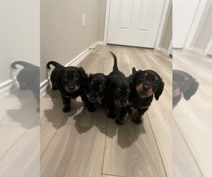 Dachshund Litter for sale in TEMPLE, TX, USA