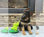 Small Photo #39 German Shepherd Dog Puppy For Sale in LENOIR, NC, USA