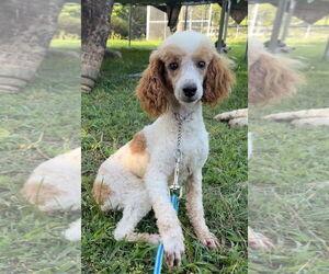 Poodle (Miniature) Dogs for adoption in Harrison, AR, USA