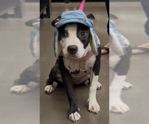 American Pit Bull Terrier-Unknown Mix Dogs for adoption in Las Vegas, NV, USA