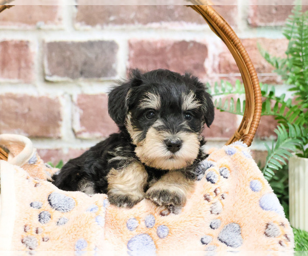 Medium Photo #5 Schnauzer (Miniature) Puppy For Sale in SYRACUSE, IN, USA