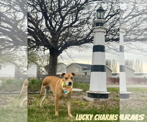 Labrador Retriever-Unknown Mix Dogs for adoption in Sandy, UT, USA